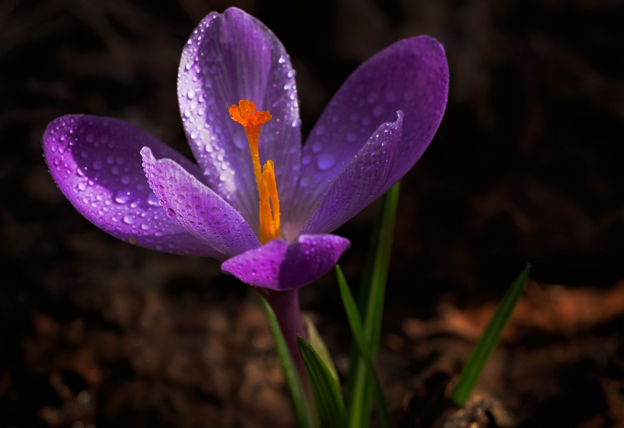 crocus, flower, spring-3308053.jpg