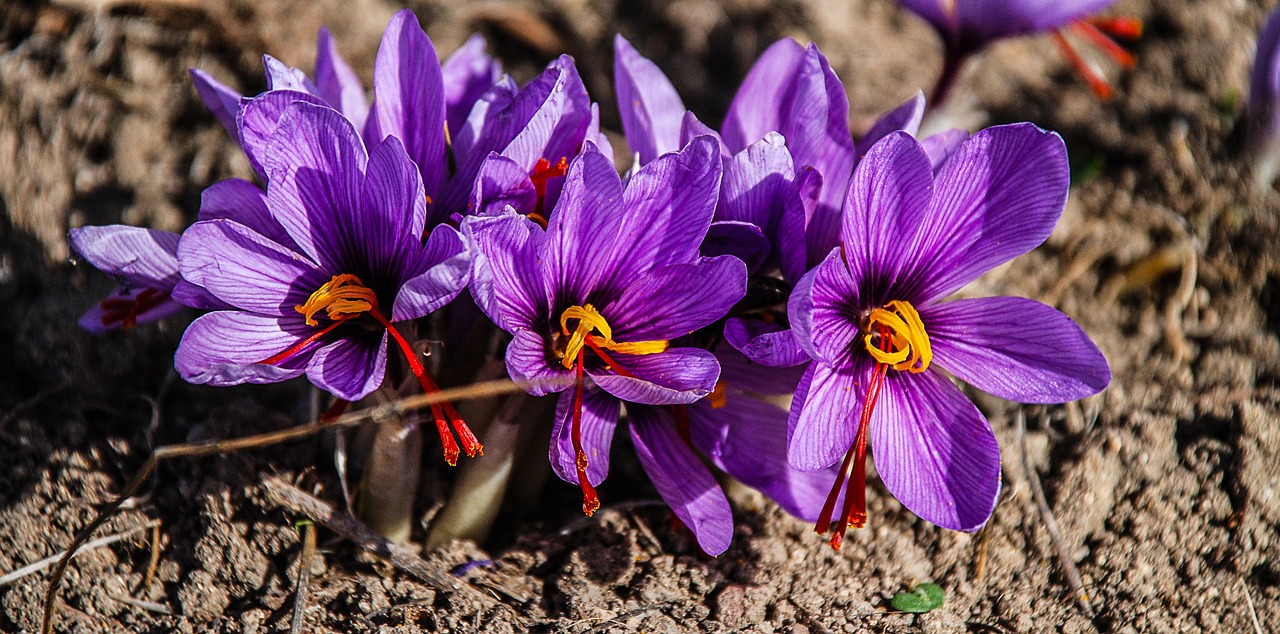 saffron, flower, nature-1136778.jpg